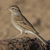 Adult nonbreeding plumage. Note: drab reddish crown and large bill.