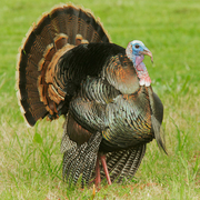 Displaying male